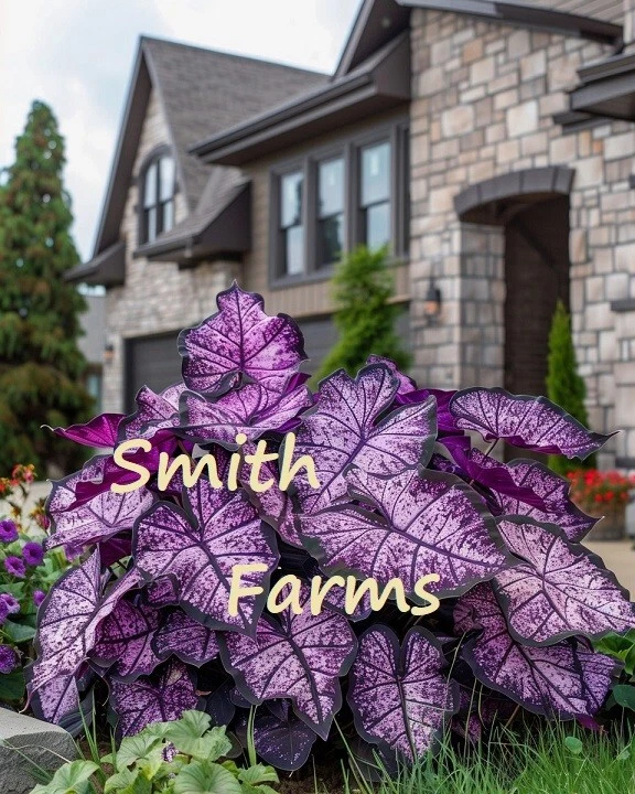 25+ Seeds Periwinkle Caladium Flowers Plant - $11.39