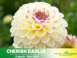40+ Seeds Cherish Perennial Flower Dahlia Seeds #D031 - $8.99