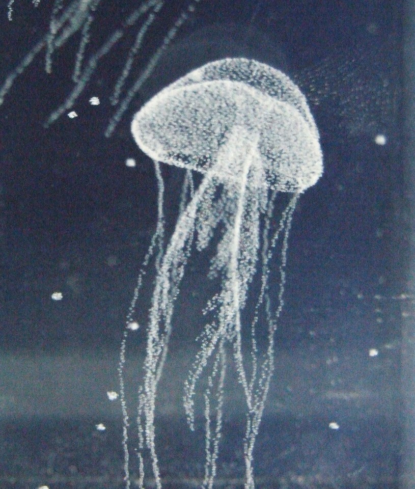 3D laser design of several "Jellyfish" in Lenic Crystal-
show original title
... Item image 7