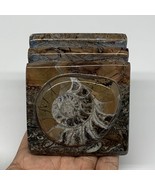 552g, 2.9&quot; x 2.9&quot; x 2.2&quot; Fossils Orthoceras Ammonite Business Card Holde... - £10.98 GBP