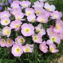 Showy Evening Primrose Flower 50 Seeds US Seller - £6.28 GBP
