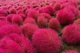 7000 Seeds Burning Bush Grass Kochia Scoparia Summer Cypress - $15.66