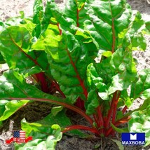 120 Swiss Chard Seeds - Ruby Red Non-Gmo Heirloom Vegetable Garden Usa Shipping - £6.29 GBP