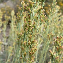 USA Seller Black Sagebrush Seeds Artemisia Nova 40 Seeds Free Shipping - £19.24 GBP