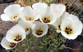 SKMO Calochortus Nuttallii (White Form) | Sego Lily | 5 Seeds - £22.27 GBP