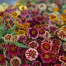 50 Aztec Sunset Mix Zinnia Seeds Flower Long Lasting Annual - £14.35 GBP