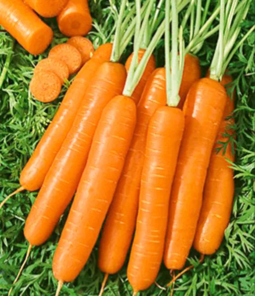 Fresh Fancy Nantes Carrot Seeds 1000+ Seeds Non-Gmo Vegetable Seeds Carrots - £7.34 GBP