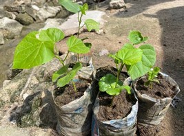 Snot apple, gorontula, (Thespesia garckeana), 10 seeds for planting /(7 ... - $29.00