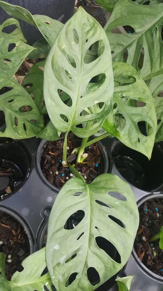 MONSTERA FRIEDRICHSTALII SWISS CHEESE LIVE VINE PLANT 1 PLANT 2 LEAVES 4... - $34.00
