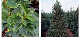 1 gallon pot OAK LEAF™ holly Yard, Garden & Outdoor Living - £49.01 GBP