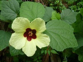 Hibiscus Calyphyllus Yellow Hibiscus Seeds Garden Us Seller - $17.98