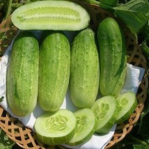 BEST 25 Seeds Easy To Grow Sumter Cucumber Hybrid Vegetable Pickling - $10.00