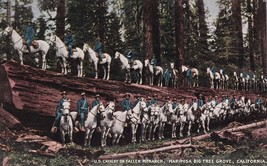 US Cavalry on Fallen Monarch Mariposa Big Tree Grove California UNP DB P... - £6.94 GBP