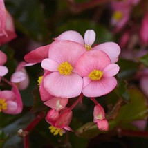 US Seller Begonia Seeds Hula Pink 15 Seeds Flower Seeds Fast Shipping - £19.86 GBP