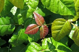 4 Live Plants Poison Ivy Rooted Wild Grown Organic Toxicodendron radicans - £32.27 GBP