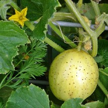 Lemon Cucumber Seeds Vegetable Seeds Non-Gmo Gardening Fresh USA SHIPPING - £9.83 GBP