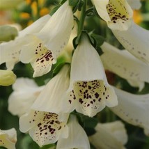 Digitalis Seeds Dalmatian Creme 50 Pelleted Seeds Foxglove Seedsgarden Beautiful - $32.75