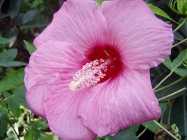 FROM US 20 Seeds Hibiscus Moscheutos Lady Baltimore GV18 - £27.90 GBP