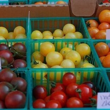 Cherry Tomato Seeds Organic &quot;Rainbow Mix&quot; 100 Seeds Waterfall Seeds Fun Mix Fres - $7.00