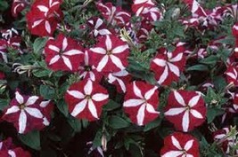 Sell Store 30 Star Red Petunia Flower Seeds Long Lasting Annual Annual From US - $8.87