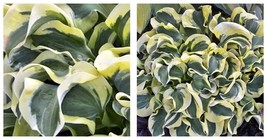 Hosta 300 Seeds Variegated Foliage with White Yellow Green Striped Curle... - $14.99