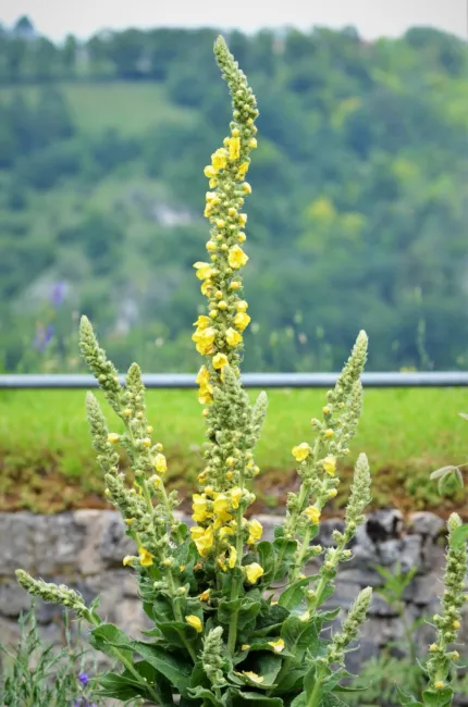 Mullein Common Heirloom Seeds Medicinal Herb Seeds Non Gmo Fresh Garden - £14.37 GBP