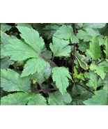 Akar Purwaceng  purwoceng, Antanan Gunung Pimpinella Pruatjan Root - £15.30 GBP