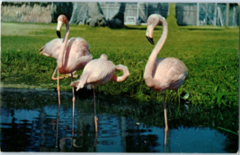 Flamingoes In A Florida Wading Pool Postcard - £5.40 GBP