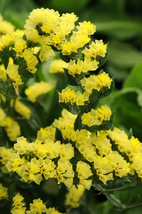 50 Yellow Statice Seeds Flower Annual Long Lasting Great Gift - £14.35 GBP