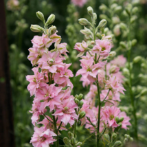 Beautiful Pink Larkspur Flower - 30 Seeds - $6.01