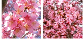 Live Plant - Okame Flowering Cherry Tree - 6-12&quot; Tall - 3&quot; Pot - Prunus ... - £54.28 GBP