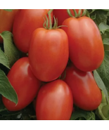HGBO 50 Roma Tomato Seeds Heirloom Non GMO Seed Store 1026 Bulk Seeds - $8.57