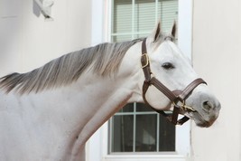 COLOR PHOTO - Stallion- Gainesway Farm- ANCHOR DOWN - $8.00+