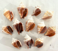 Lot 12 Fighting Conch Seashells Florida Nautical Seashells Beach Wedding... - £22.83 GBP