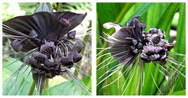 10 Seeds Tacca Chantrieri Seeds fresh seeds - £23.17 GBP