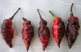 Blood Ghost  pepper , rare hot chilli pepper, 10+ seeds - £2.11 GBP