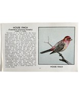 House Finch Bird Print 1931 Blue Book Birds Of America Antique Art PCBG13B - $19.99