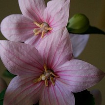 USA Seller Platycodon Grandiflorus Balloon Flower Rose Seed Free Shipping - $15.24