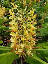 1 Pack Hawaiian Kahili Ginger Plant Root Hedychium Gardnerianum Ginger Root - $23.88