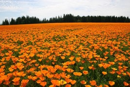 Poppy- California Orange- 1000+ Seeds - £3.72 GBP