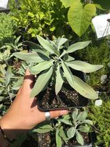 Non GMO Organic 50+ Seeds Salvia Apiana Sacred White Sage Make Smudge St... - £10.59 GBP