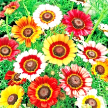 Painted Daisy Tricolor Spring Mix Gigantic Flowers Butterflies Bees 400+ Seeds - £6.31 GBP