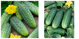 150 Seeds Carolina Cucumber Vegetable Pickling Fresh Garden - £15.91 GBP