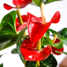 Anthurium Red Heart Rare Live Houseplant Plant Rooted Cuttings Fast Growing - $356.00 MXN+