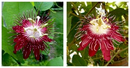 Live Plant LADY MARGARET Red Burgundy Passion Flower Vine Fragrant Passiflora - $42.99