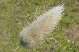 New Fresh Seeds Lagurus Ovatus Bunny Tails 20 Seeds Fast Ship - $19.90