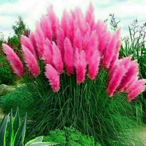 100 Pink Pampas Grass Seeds Perennial Flowering Oramental Grass Usa - $10.98