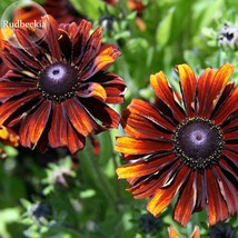 Heirloom Orange Black Ecea Purpureaseeds Coneflowers 100 Seeds Flower Beautiful - $13.11