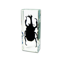 Dynastinid Beetle Genuine INSECT Desktop Paperweight  Paper Weight Bug Gift - £14.00 GBP