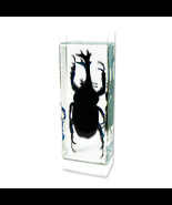 Dynastinid Beetle Genuine INSECT Desktop Paperweight  Paper Weight Bug Gift - £14.02 GBP